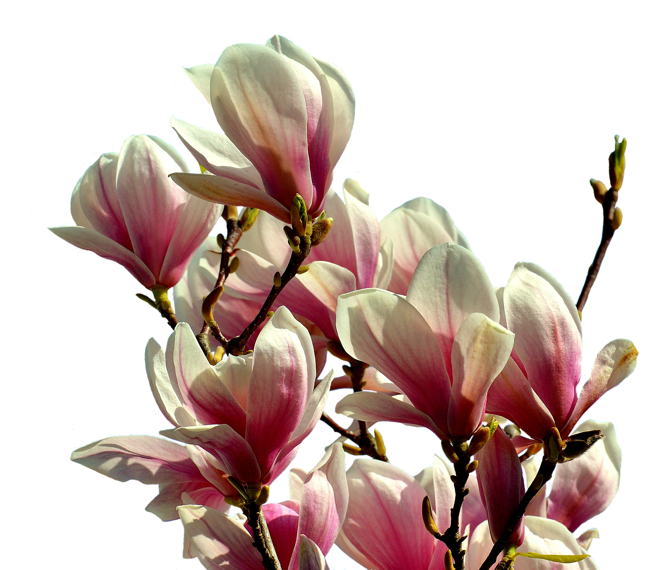 훈련소 면제 신청